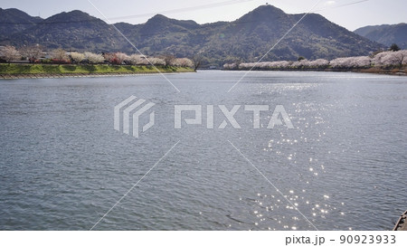 春の阿武川河口と桜並木 90923933