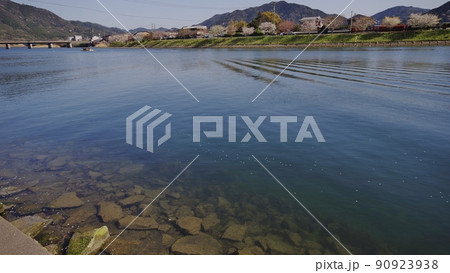 春の阿武川河口と桜並木 春の阿武川河口と桜並木 90923938