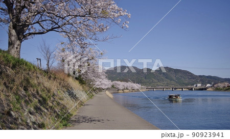 春の阿武川河口と桜並木 春の阿武川河口と桜並木 90923941