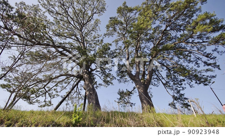 春の阿武川河口と桜並木 90923948