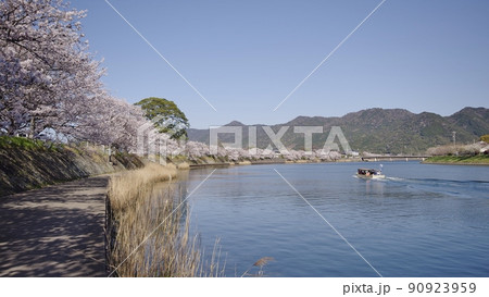春の阿武川河口と桜並木 90923959