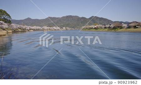 春の阿武川河口と桜並木 90923962