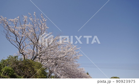 春の阿武川河口と桜並木 春の阿武川河口と桜並木 90923975
