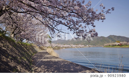 春の阿武川河口と桜並木 90923980
