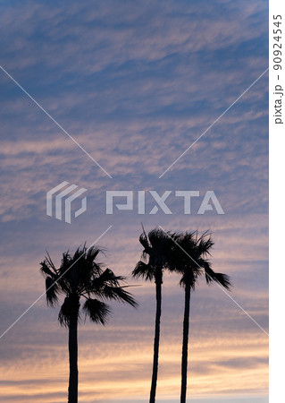 夏の夕暮れとヤシの木 夏の夕暮れとヤシの木 90924545