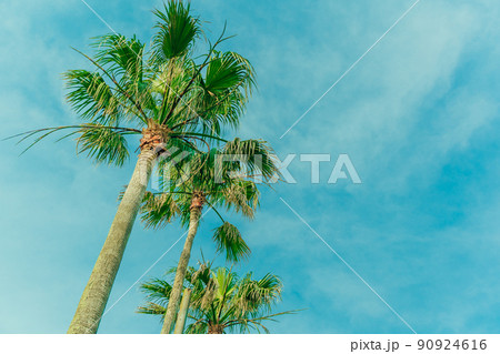 夏の南国 青空とヤシの木 夏の南国 青空とヤシの木 90924616