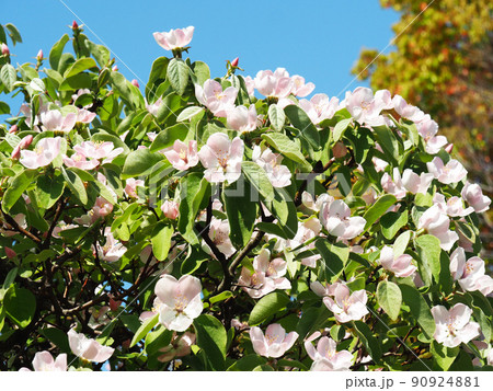マルメロの花 マルメロの花 90924881
