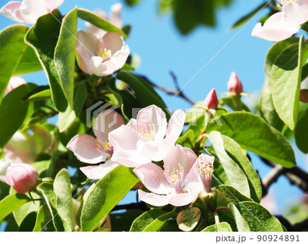 マルメロの花 マルメロの花 90924891