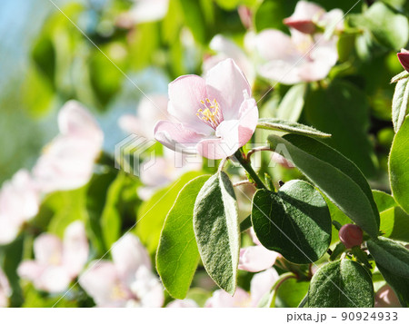 マルメロの花 マルメロの花 90924933