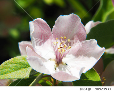 マルメロの花 マルメロの花 90924934