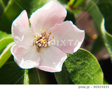 マルメロの花 マルメロの花 90924935