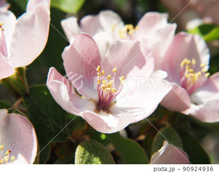 マルメロの花 マルメロの花 90924936