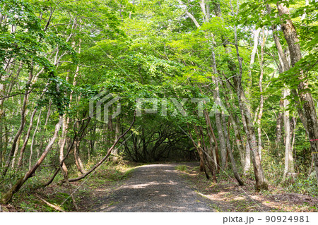 日本の岡山県立森林公園の美しい森の風景 日本の岡山県立森林公園の美しい森の風景 90924981