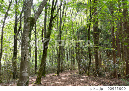日本の岡山県立森林公園の美しい森の風景 日本の岡山県立森林公園の美しい森の風景 90925000
