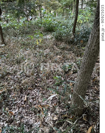 西東京市　西原町　木 90925035