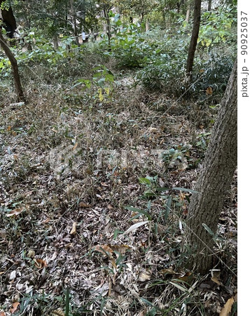 西東京市　西原町　木 90925037