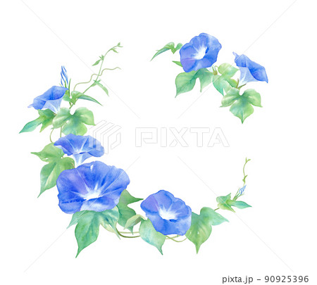 夏の花 青色朝顔の花の装飾フレーム 水彩イラスト のイラスト素材