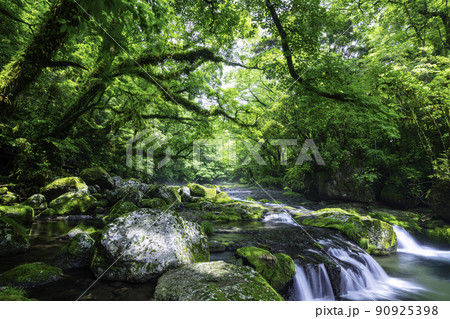 初夏の新緑が美しい菊池渓谷 (熊本県菊池市) 初夏の新緑が美しい菊池渓谷 (熊本県菊池市) 90925398