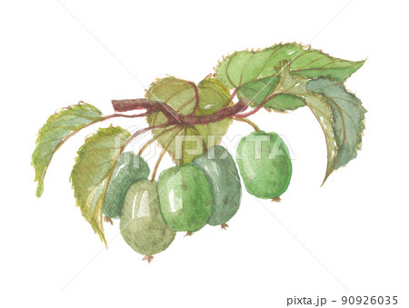 サルナシ 猿梨 葉付き サルナシ 猿梨 葉付き 90926035