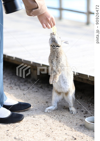 うさぎ 13 うさぎ 13 90926472