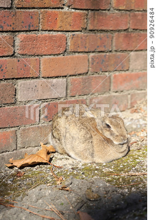 うさぎ　25 90926484