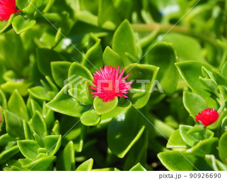 ベビーサンローズの濃ピンク色の花 90926690