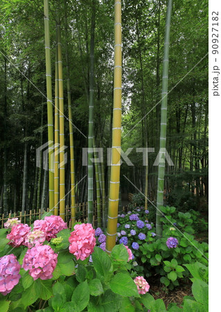 赤い紫陽花と竹林 赤い紫陽花と竹林 90927182