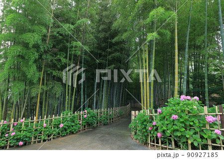 竹林とアジサイ 90927185
