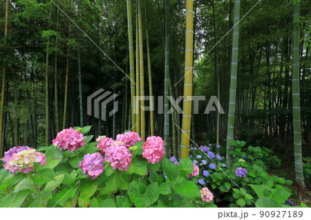 あじさいと竹林 90927189