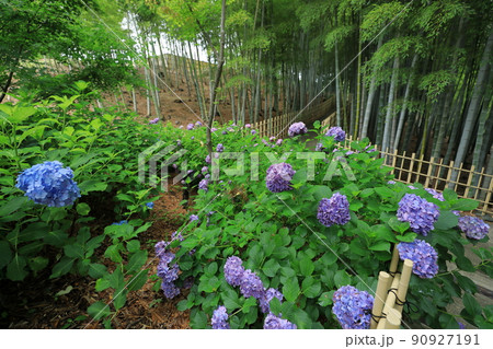 紫色の本アジサイと竹林 90927191