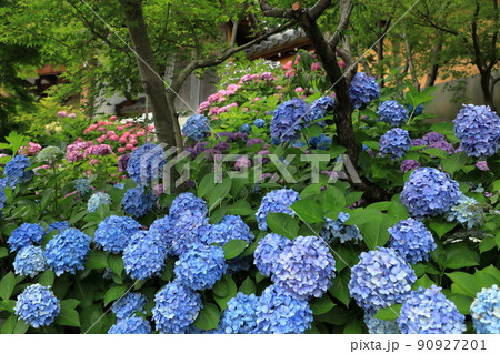 高徳院境内の青テマリ紫陽花 90927201