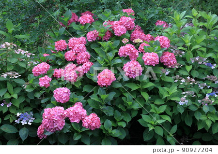 ピンク色の本あじさいとガクアジサイ 90927204