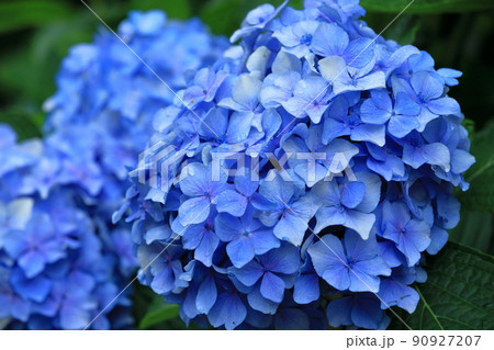 朝露に濡れるブルーの紫陽花 朝露に濡れるブルーの紫陽花 90927207