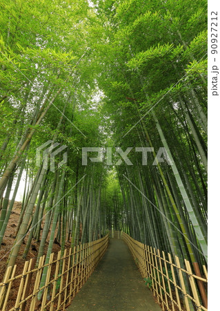 高徳院の竹林通路 90927212