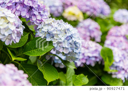 上野公園不忍池の紫陽花 90927471