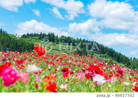 宮城県川崎町のみちのく湖畔公園 6月になるとポピーの花が満開に咲き誇る 宮城県川崎町のみちのく湖畔公園 6月になるとポピーの花が満開に咲き誇る 90927502