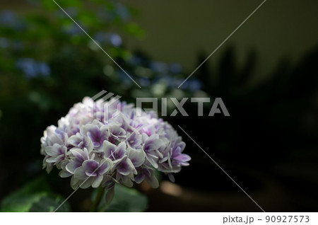 紫陽花ホワイト 紫陽花ホワイト 90927573