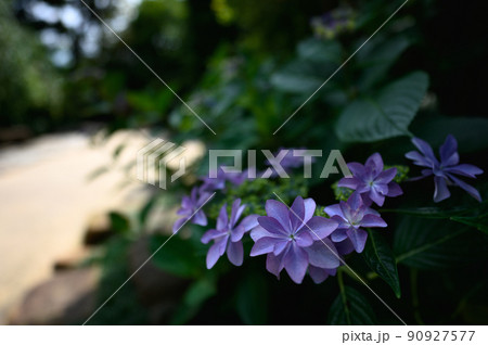 紫陽花 90927577