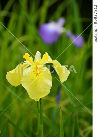 黄色と紫の花菖蒲 黄色と紫の花菖蒲 90927812