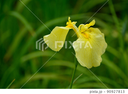 黄色の花菖蒲 90927813