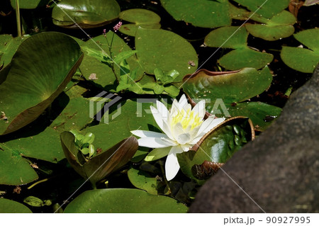 睡蓮（スイレン）の緑の葉のなかの白い花1輪 90927995