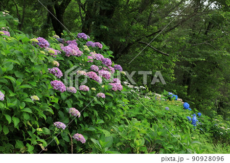 急斜面に咲く本紫陽花 90928096