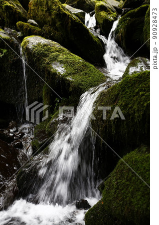 拉拉山 林 森 90928473