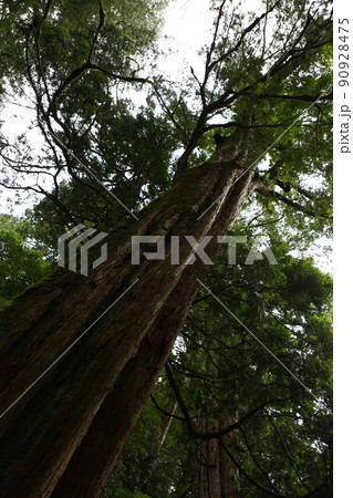 拉拉山 林 森 90928475