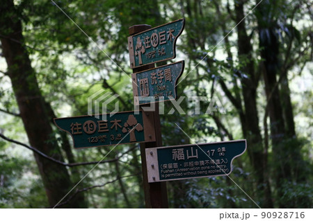 拉拉山 林 森 90928716