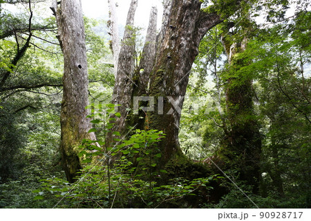 拉拉山 林 森 90928717