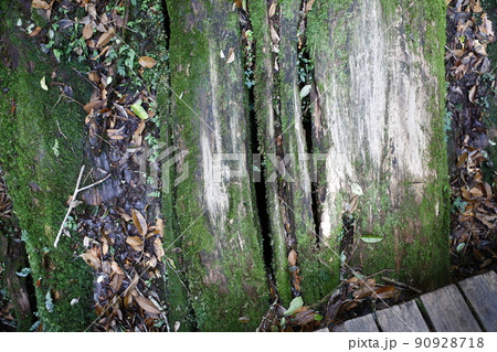 拉拉山 林 森 90928718