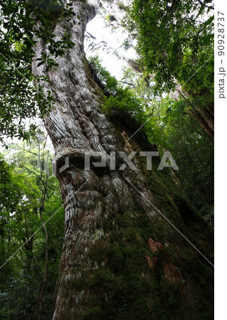 拉拉山 林 森 90928737