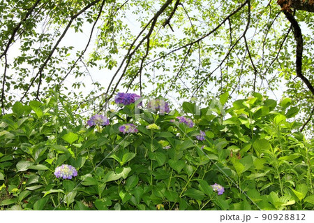 池田山山麓散策(阿梨耶山弓削寺)・49(岐阜県揖斐郡池田町) 池田山山麓散策(阿梨耶山弓削寺)・49(岐阜県揖斐郡池田町) 90928812