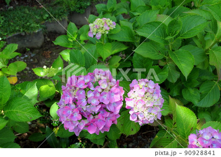 池田山山麓散策（阿梨耶山弓削寺）・77（岐阜県揖斐郡池田町） 90928841
